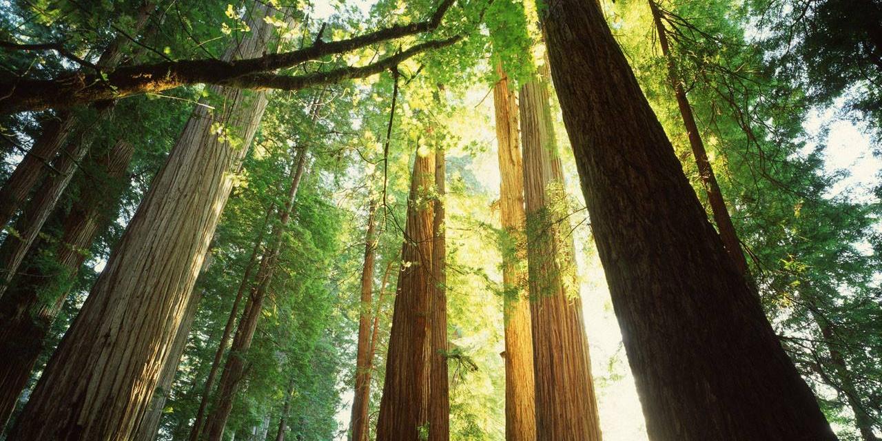 金堂木精選優質進口紅橡做原材